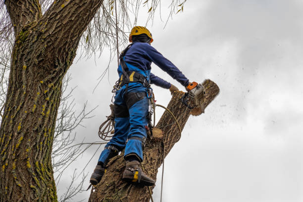 Mulching Services in Arcadia, WI