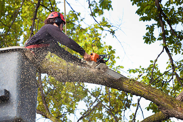 Best Emergency Tree Removal  in Arcadia, WI